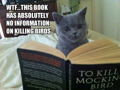 cat-reading-to-kill-a-mocking-bird